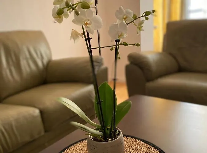 Mv & Garage - Self Check-in Lägenhet Timişoara